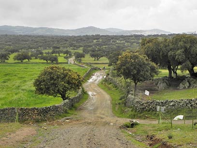 Camino del Sur - Camino desde Huelva. Hacia Zafra.