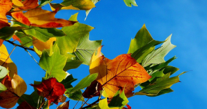 Capturaotoño 300x158 Camino de Santiago